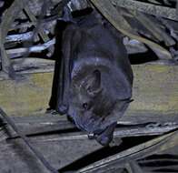 Image of Flat-faced Fruit-eating Bat