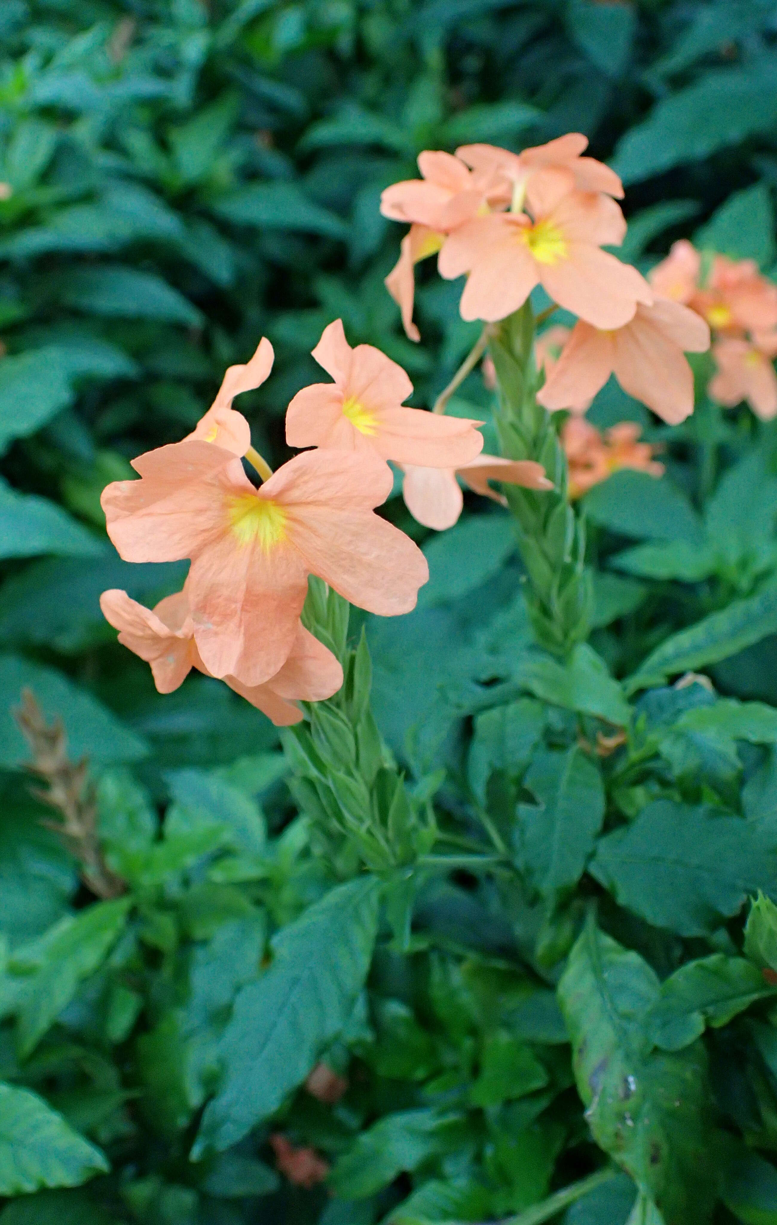 Image of Crossandra infundibuliformis (L.) Nees