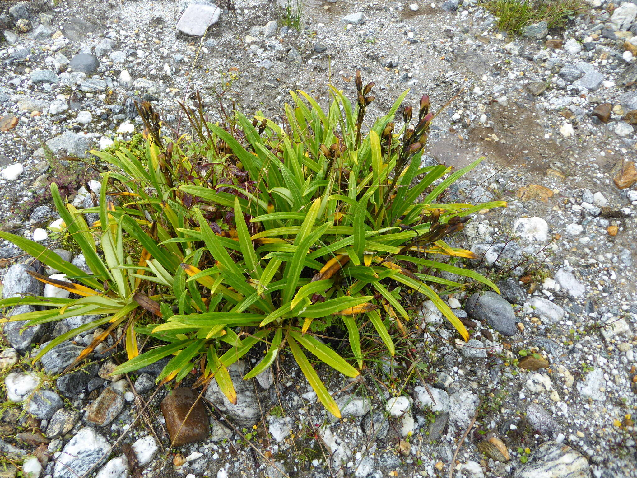 Image of Primula megalocarpa H. Hara