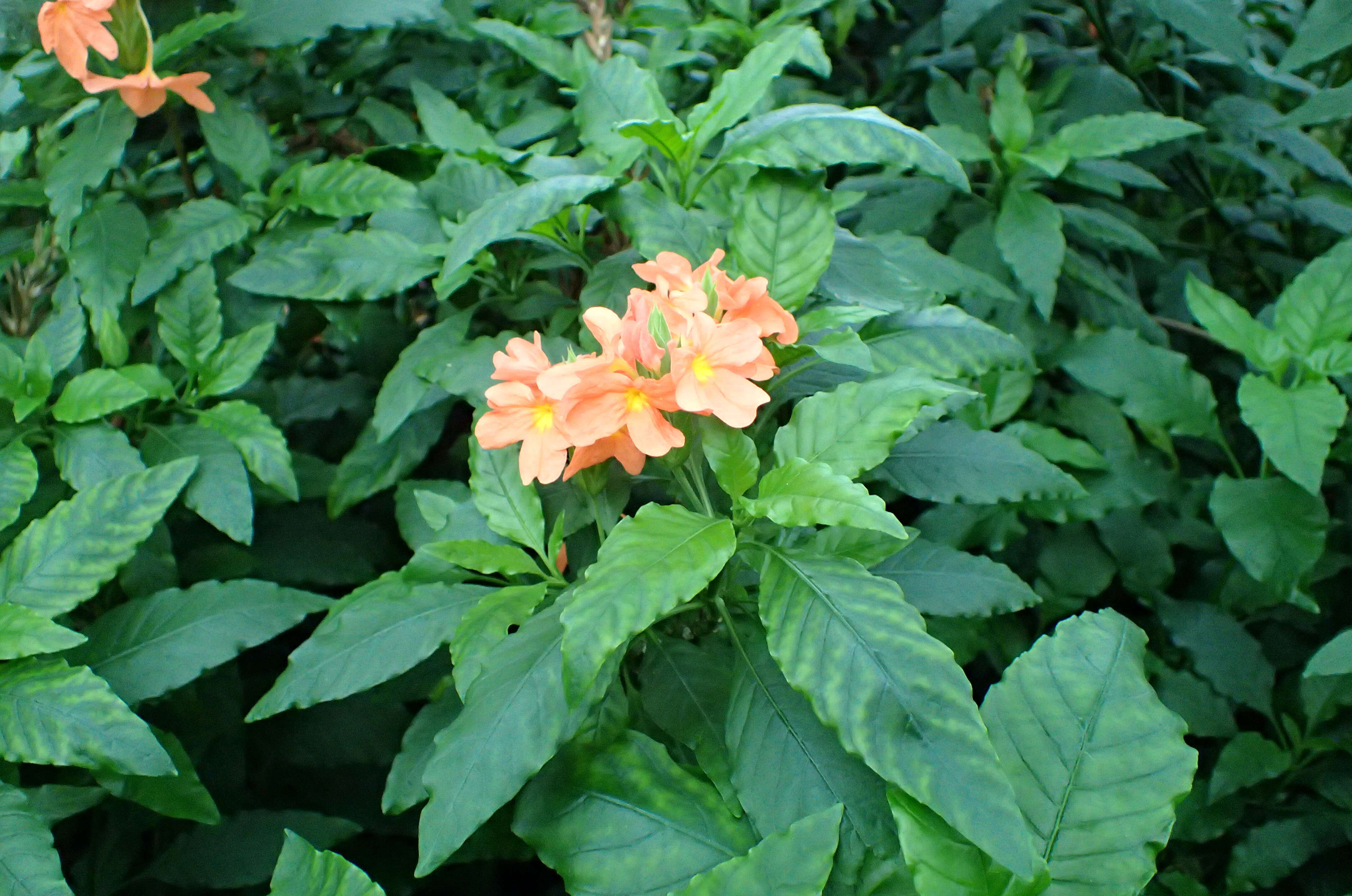 Image of Crossandra infundibuliformis (L.) Nees