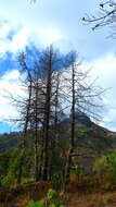 Image of Round-headed Pine Beetle