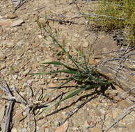 Imagem de Albuca schoenlandii Baker