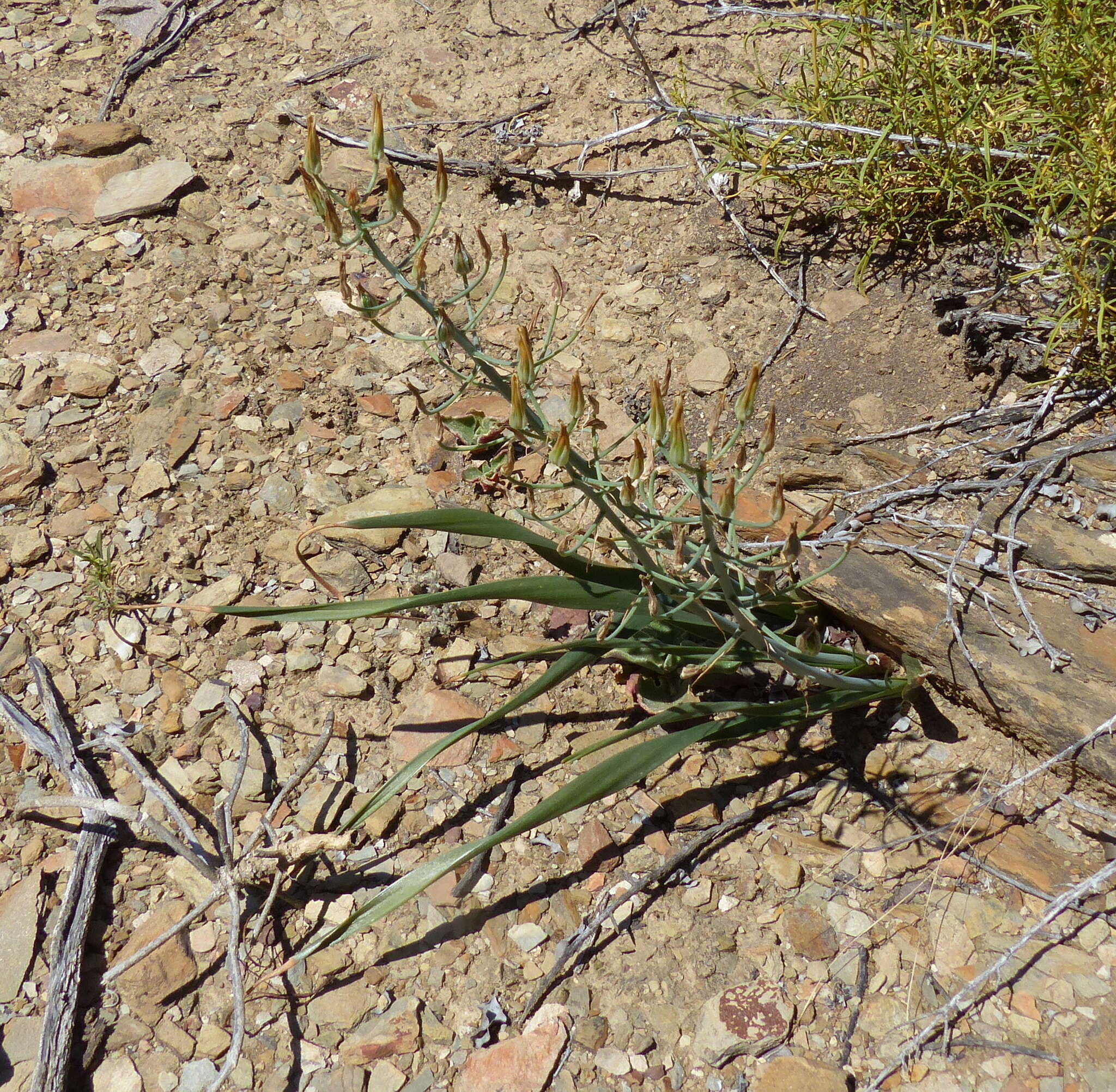 Image of Albuca schoenlandii Baker