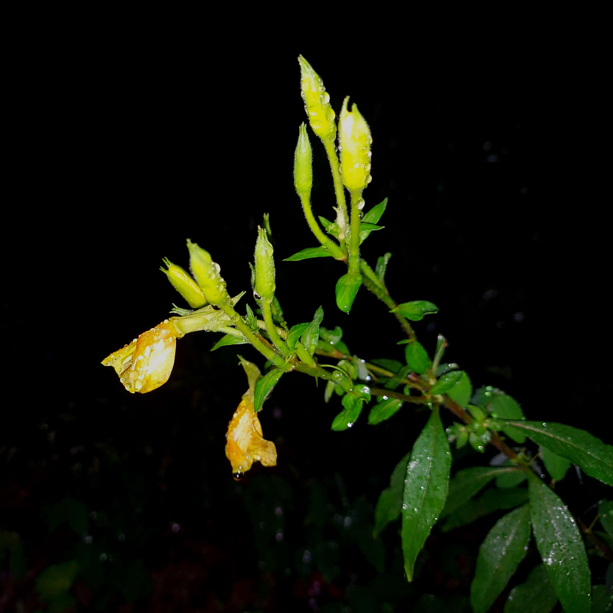 Sivun Oenothera nutans Atkinson & Bartlett kuva