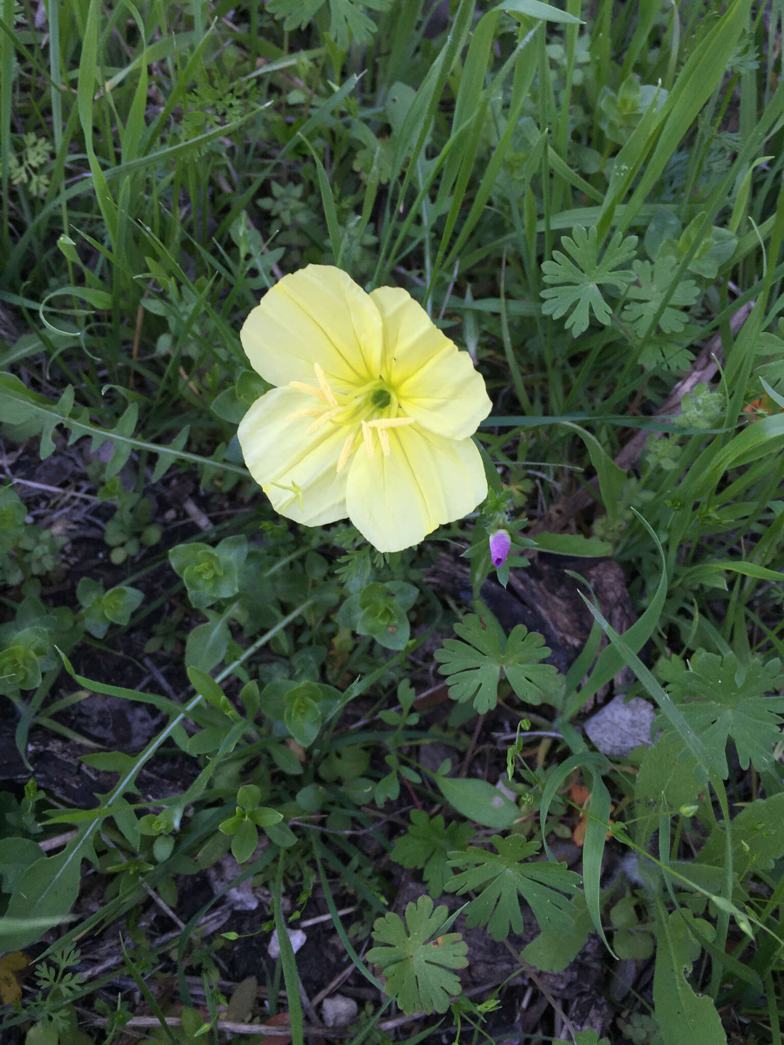 Image of Evening primrose