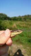 Imagem de Psammophis mossambicus Peters 1882