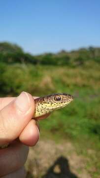 Image of Olive Whip Snake