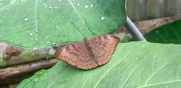 Image of Tanaecia julii Bougainville 1837