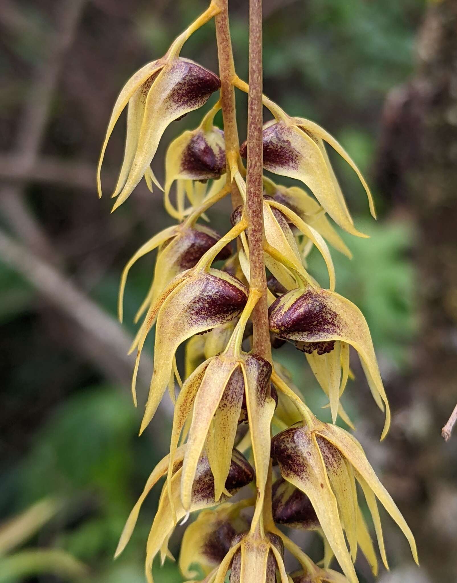 Image of Dendrobium strongylanthum Rchb. fil.