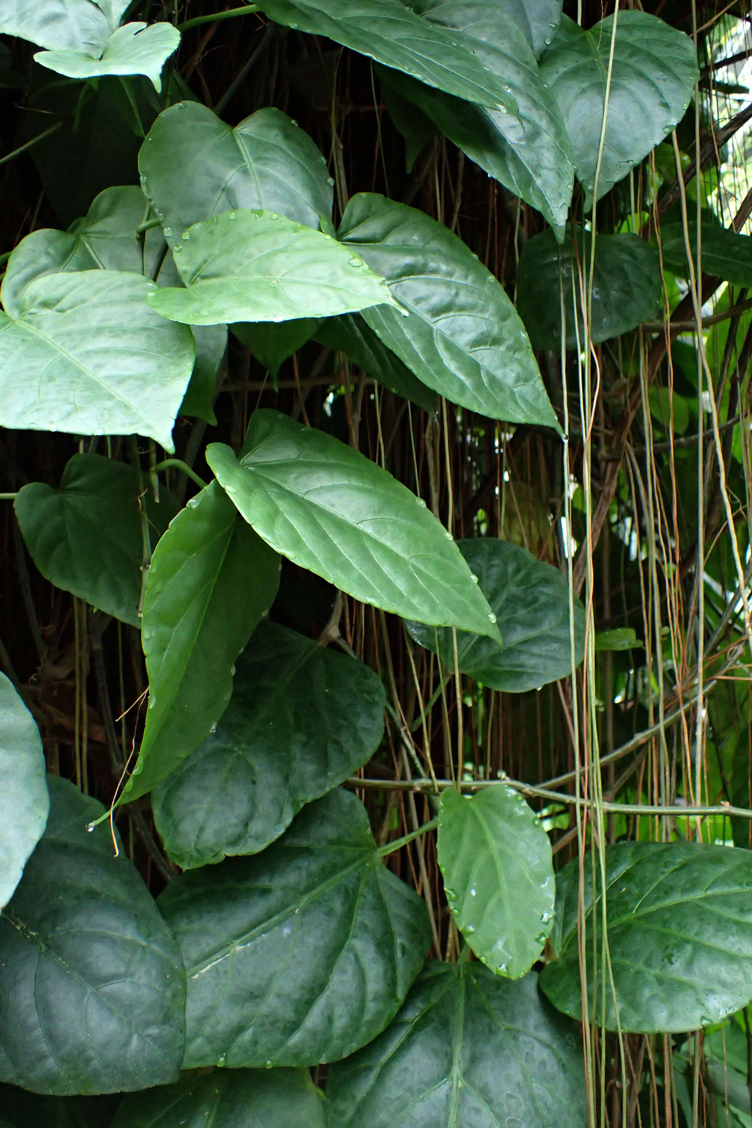 Cissus verticillata (L.) Nicolson & C. E. Jarvis resmi