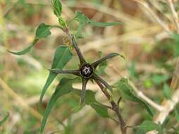 Image of Matelea trachyantha (Greenman) W. D. Stevens