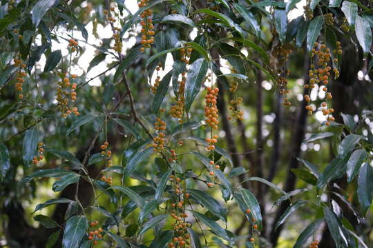 Image of Citharexylum donnell-smithii Greenm.