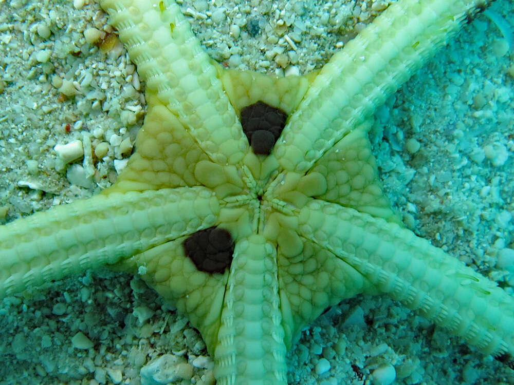 Image of Banded Brittle Star