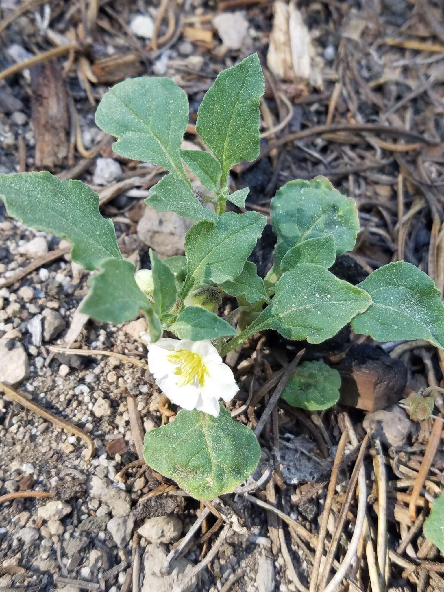 Image de Leucophysalis nana (A. Gray) Averett