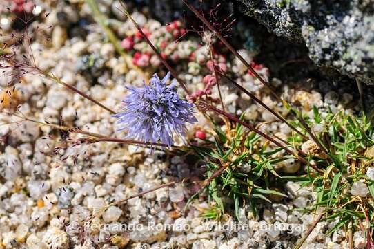 Image de Jasione crispa subsp. crispa