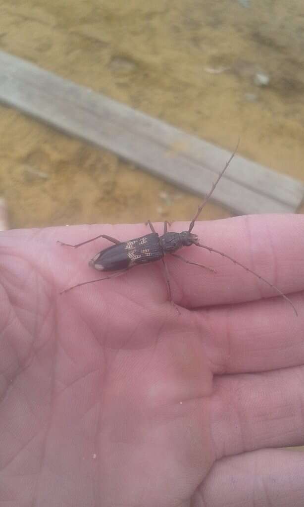 Phoracantha semipunctata (Fabricius 1775) resmi