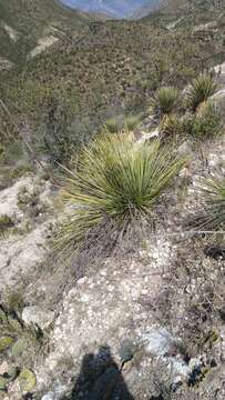 Image of Agave striata Zucc.