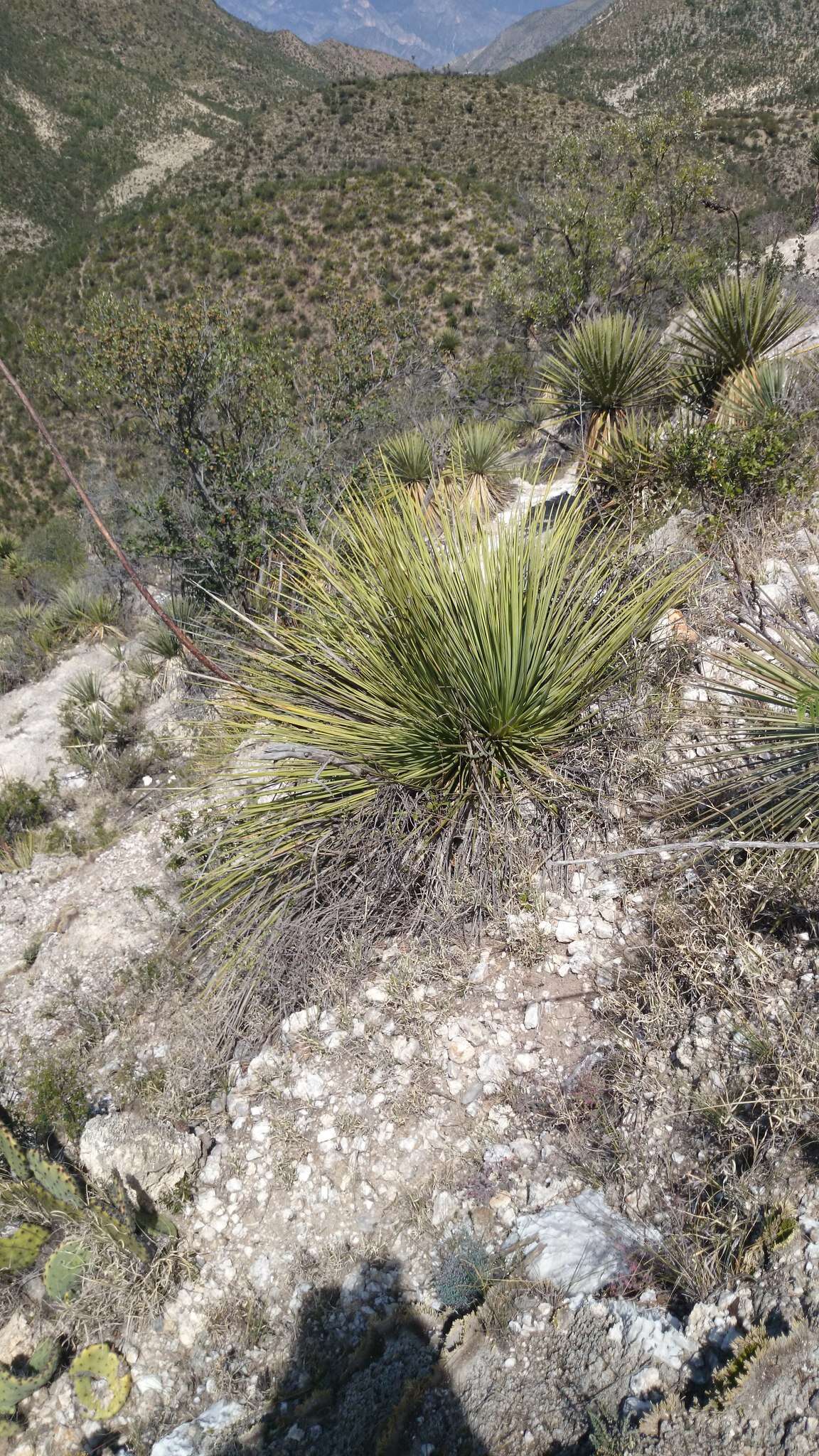 Agave striata Zucc. resmi