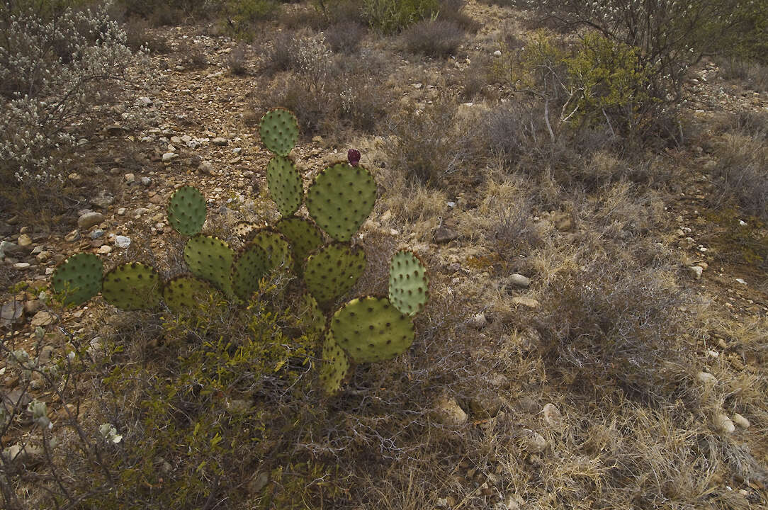 Image of chenille pricklypear