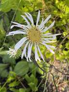 Image of Prickly Grass-Leaf-Aster