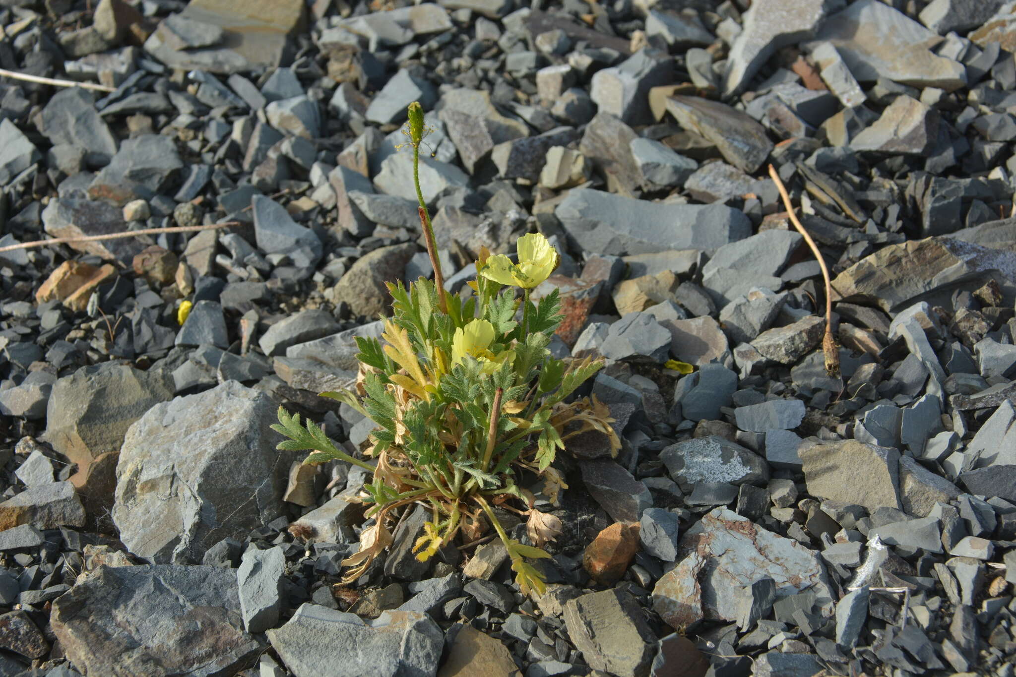 Image of Papaver lapponicum subsp. jugoricum (Tolm.) S. V. Gudoshnikov