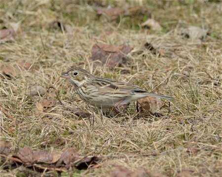 Imagem de Pooecetes gramineus gramineus (Gmelin & JF 1789)