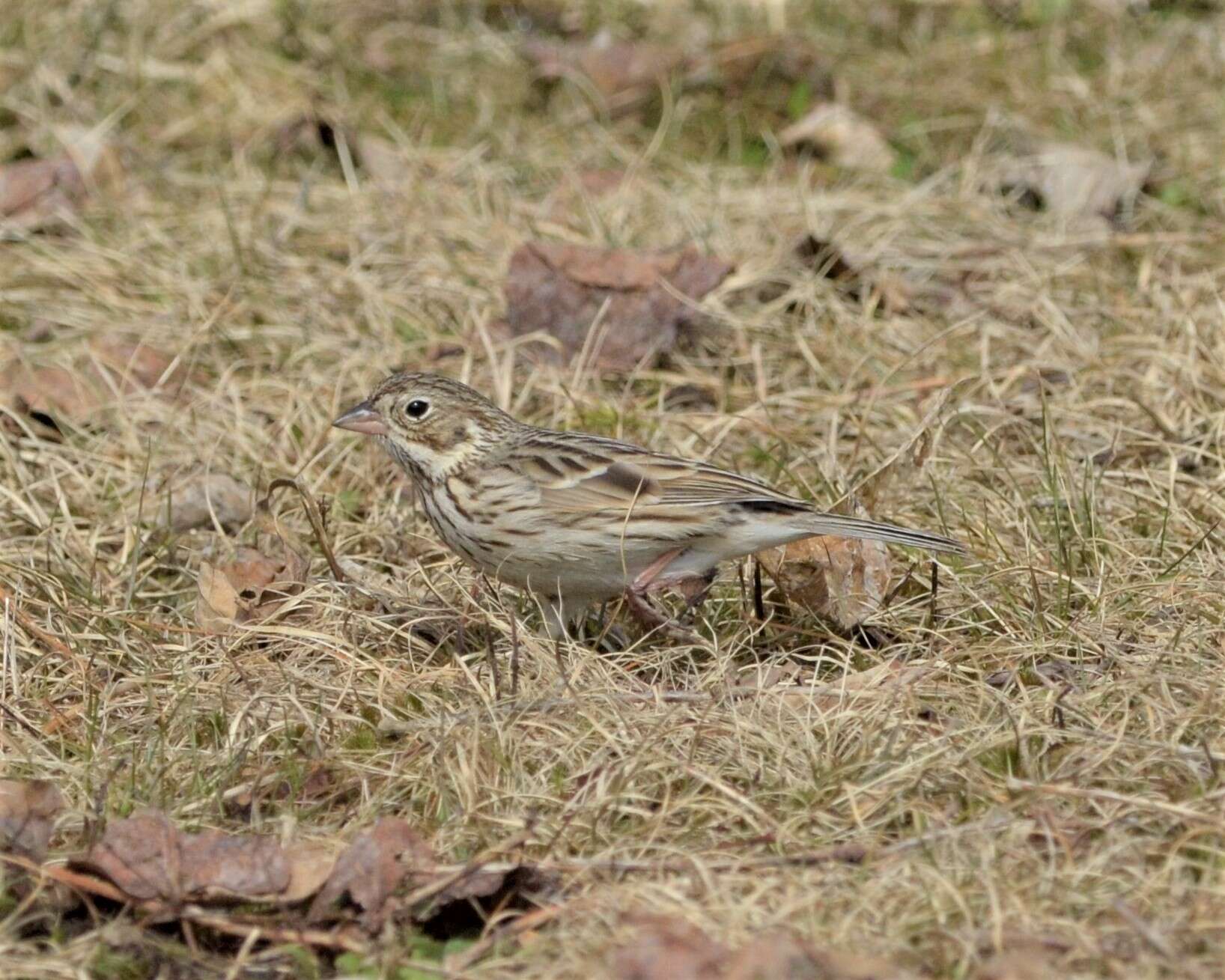 Image of Pooecetes gramineus gramineus (Gmelin & JF 1789)