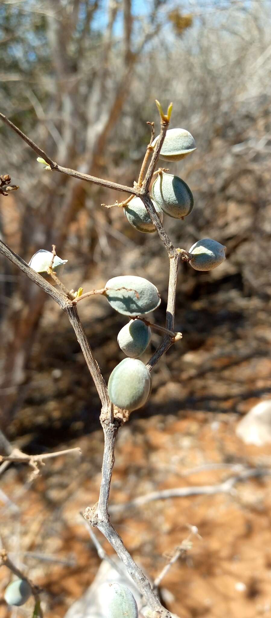 Sivun Terminalia disjuncta H. Perrier kuva