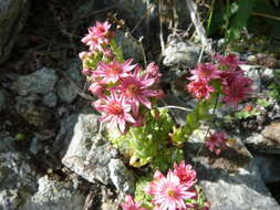 Image of Sempervivum arachnoideum subsp. arachnoideum