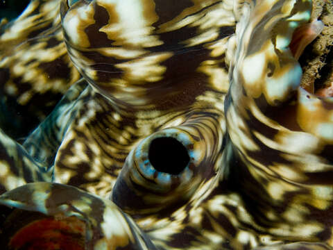 Image of Fluted Clam