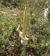 Image of Amorphophallus consimilis Blume