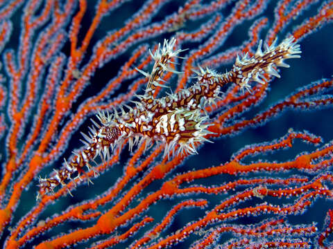 Image of Ornate ghost pipefish