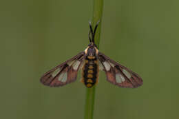 Sivun Ceryx anthraciformis Wallengren 1860 kuva