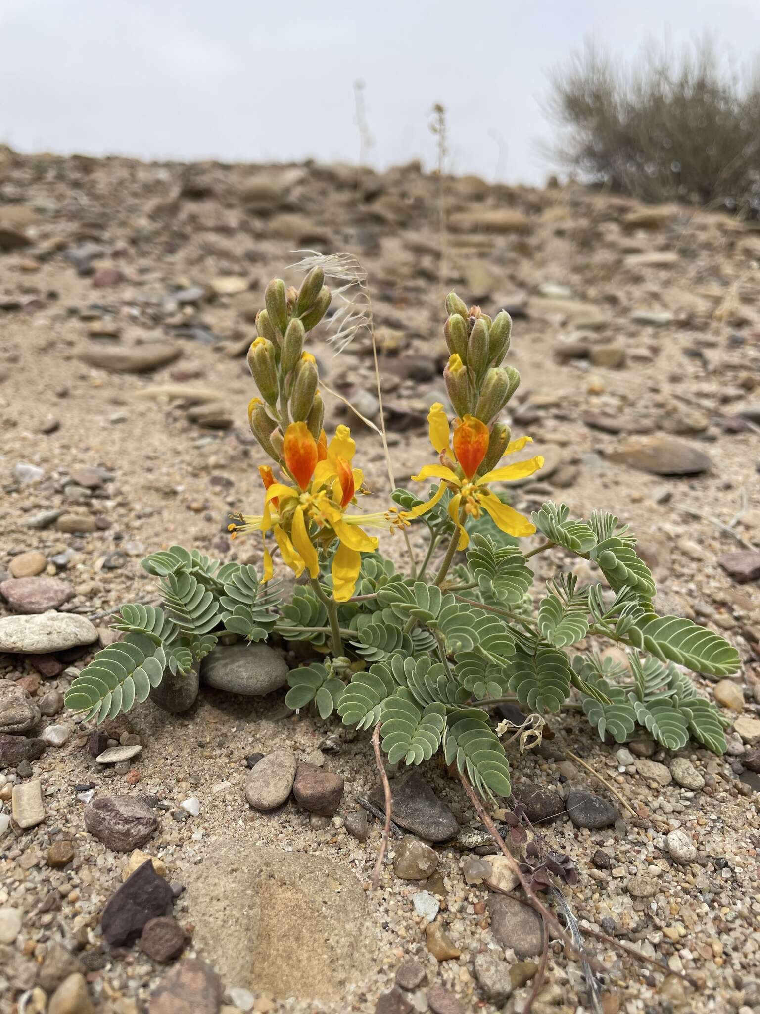 Plancia ëd Hoffmannseggia repens (Eastw.) Cockerell