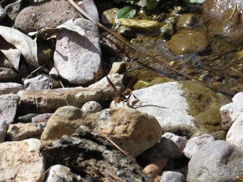 Image of Polistes comanchus navajoe Cresson 1868