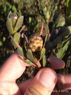 Image of Leucadendron stelligerum I. Williams