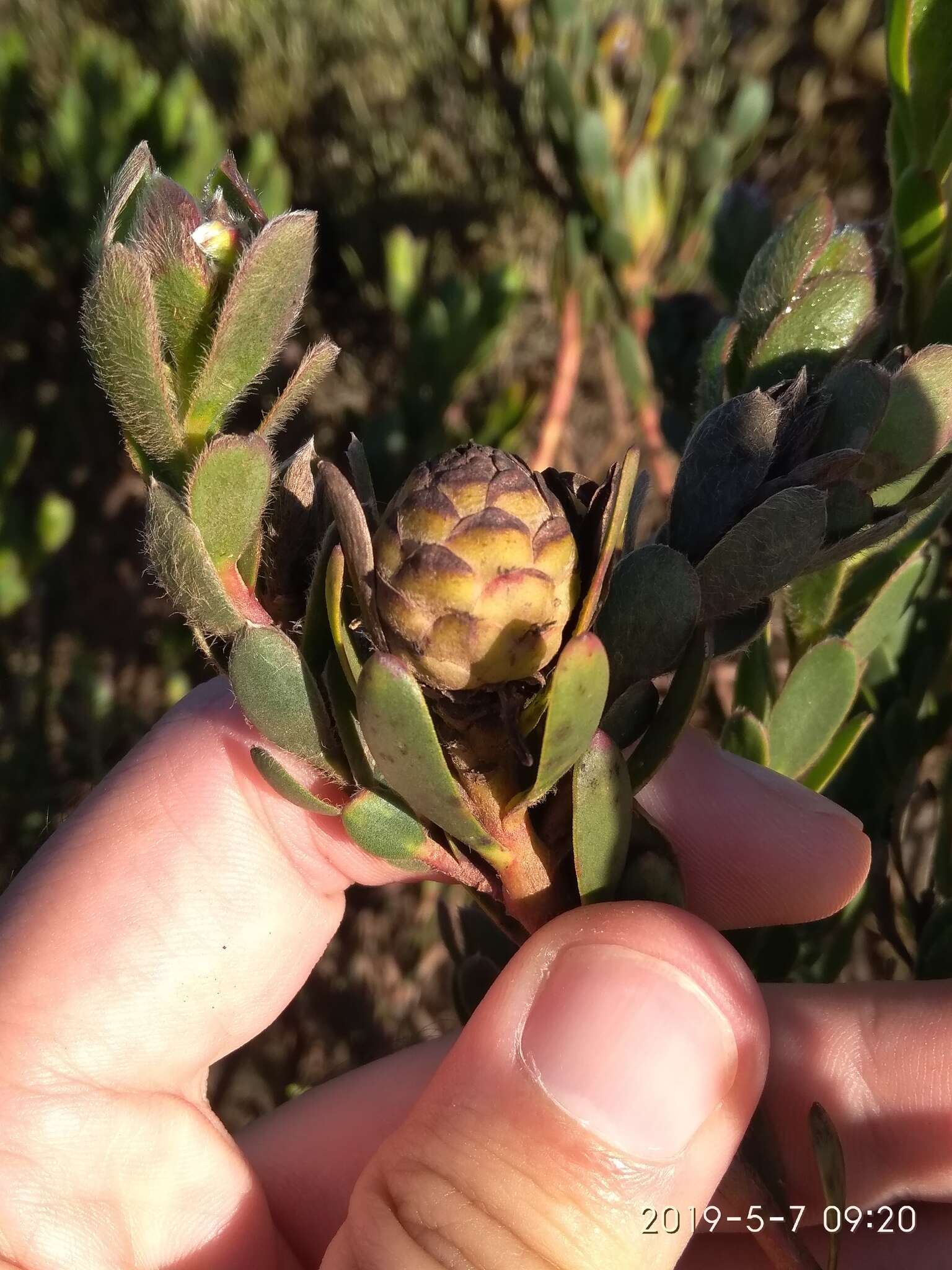 Image of Leucadendron stelligerum I. Williams