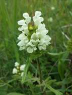 Image of cutleaf selfheal