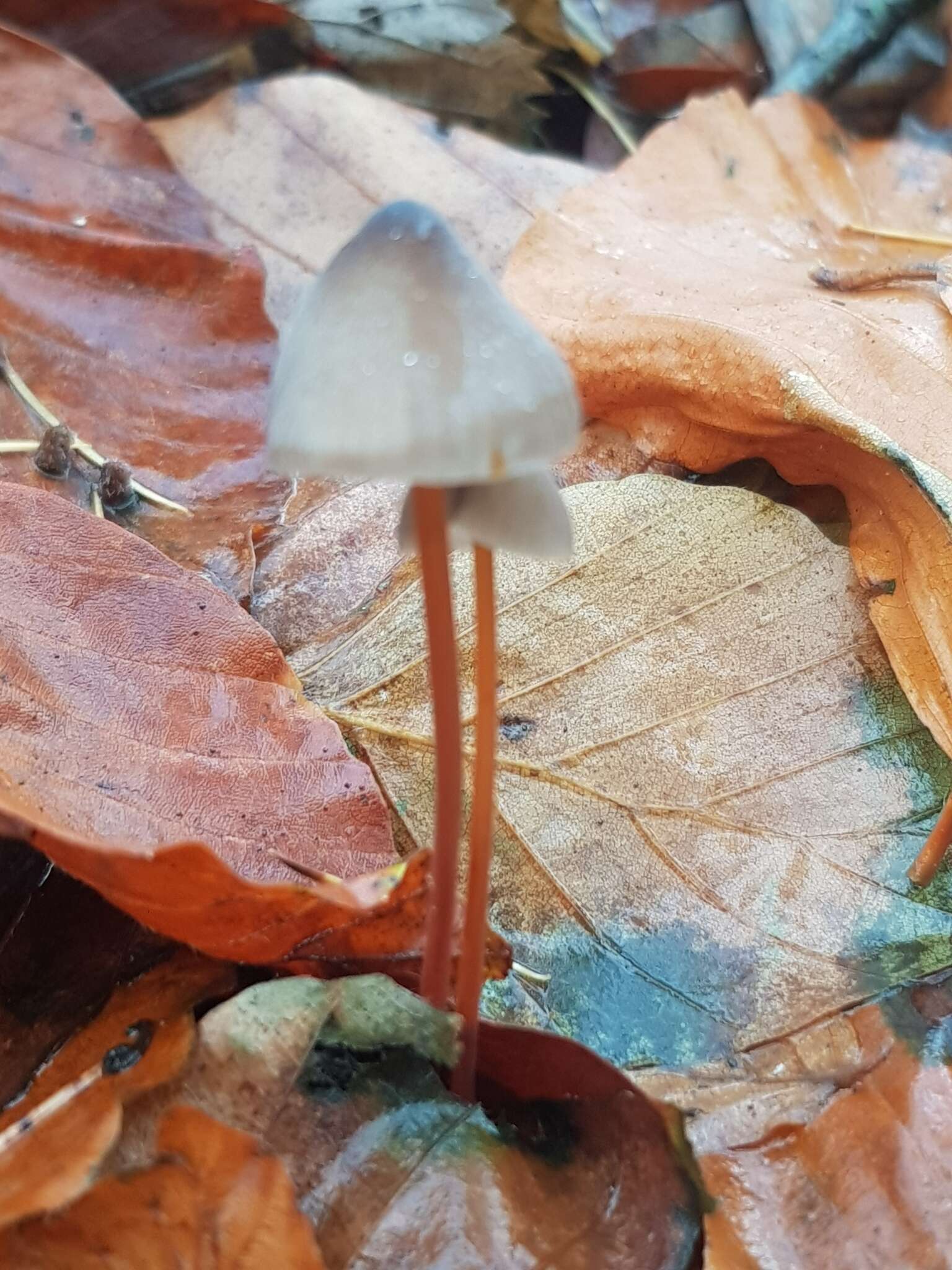 Image de Mycena crocata (Schrad.) P. Kumm. 1871