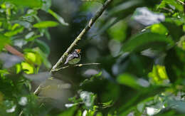 Image of Black-and-white Tody-Flycatcher