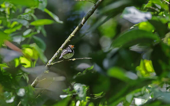 Image of Black-and-white Tody-Flycatcher