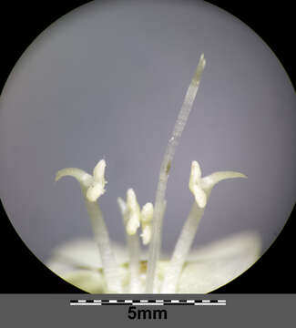 Image of cutleaf selfheal