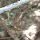 Image of Oncotophasma martini (Griffini 1896)