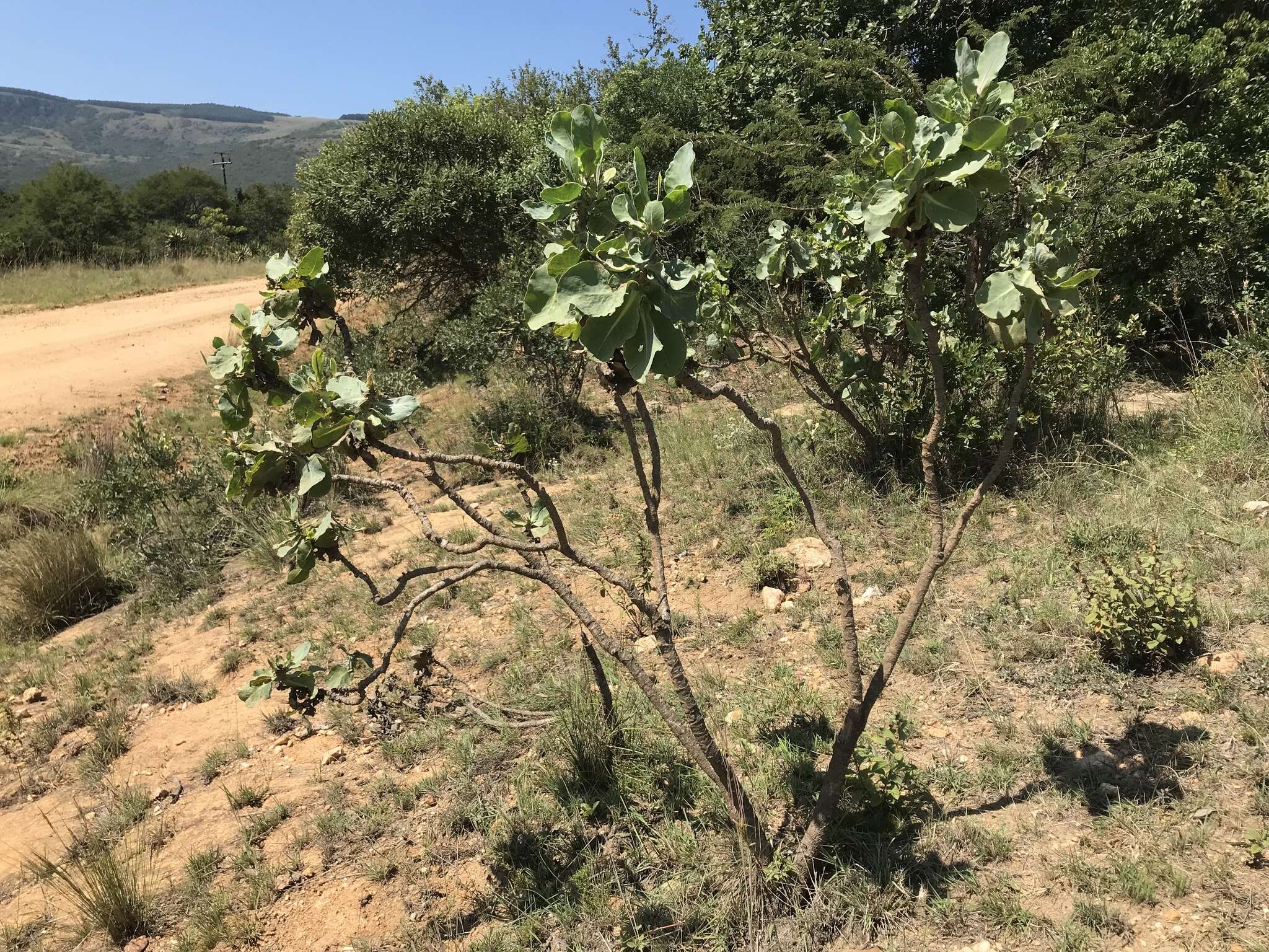 Image of Lopholaena platyphylla Benth.