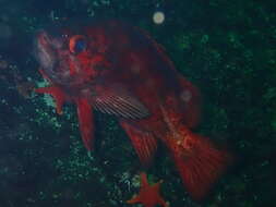 Image of Vermilion rockfish