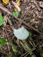 Image of Lepiota sequoiarum Murrill 1912