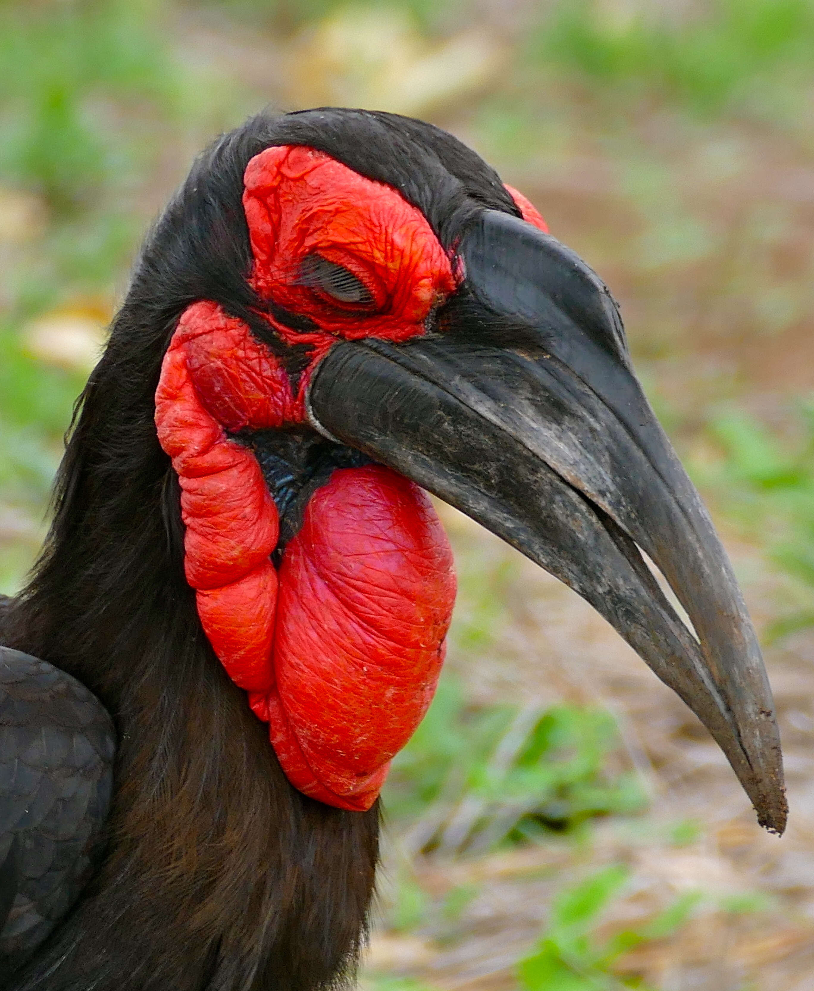 Image of Southern Ground Hornbill