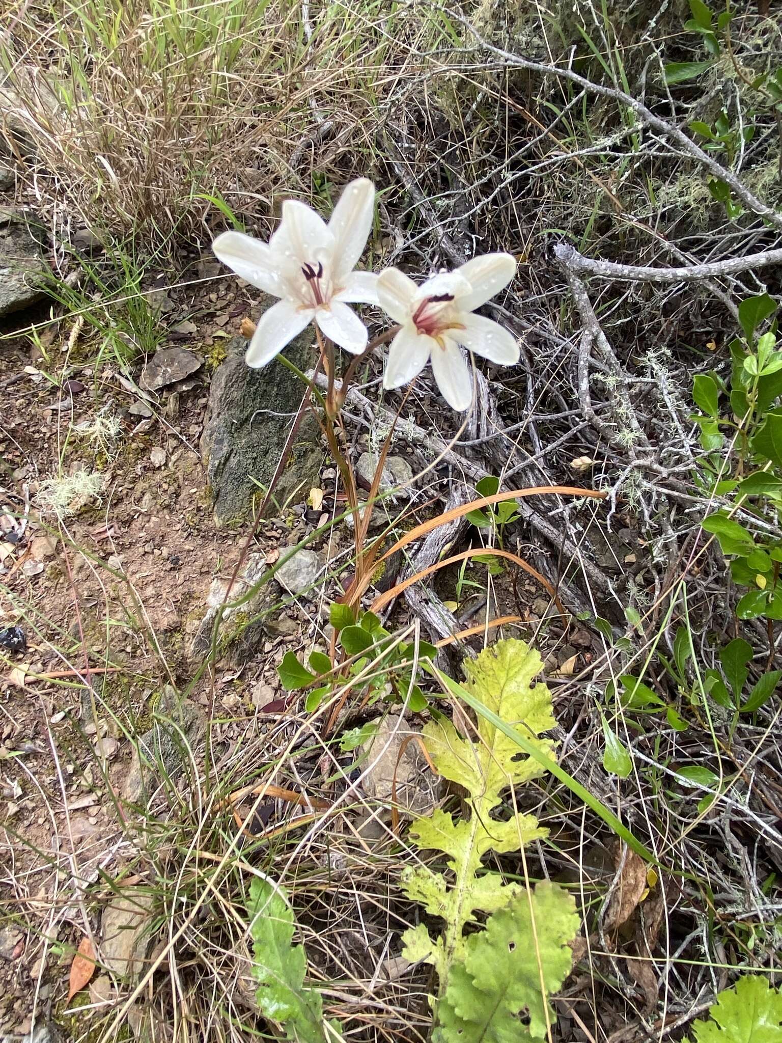 Image of Tritonia flabellifolia var. flabellifolia