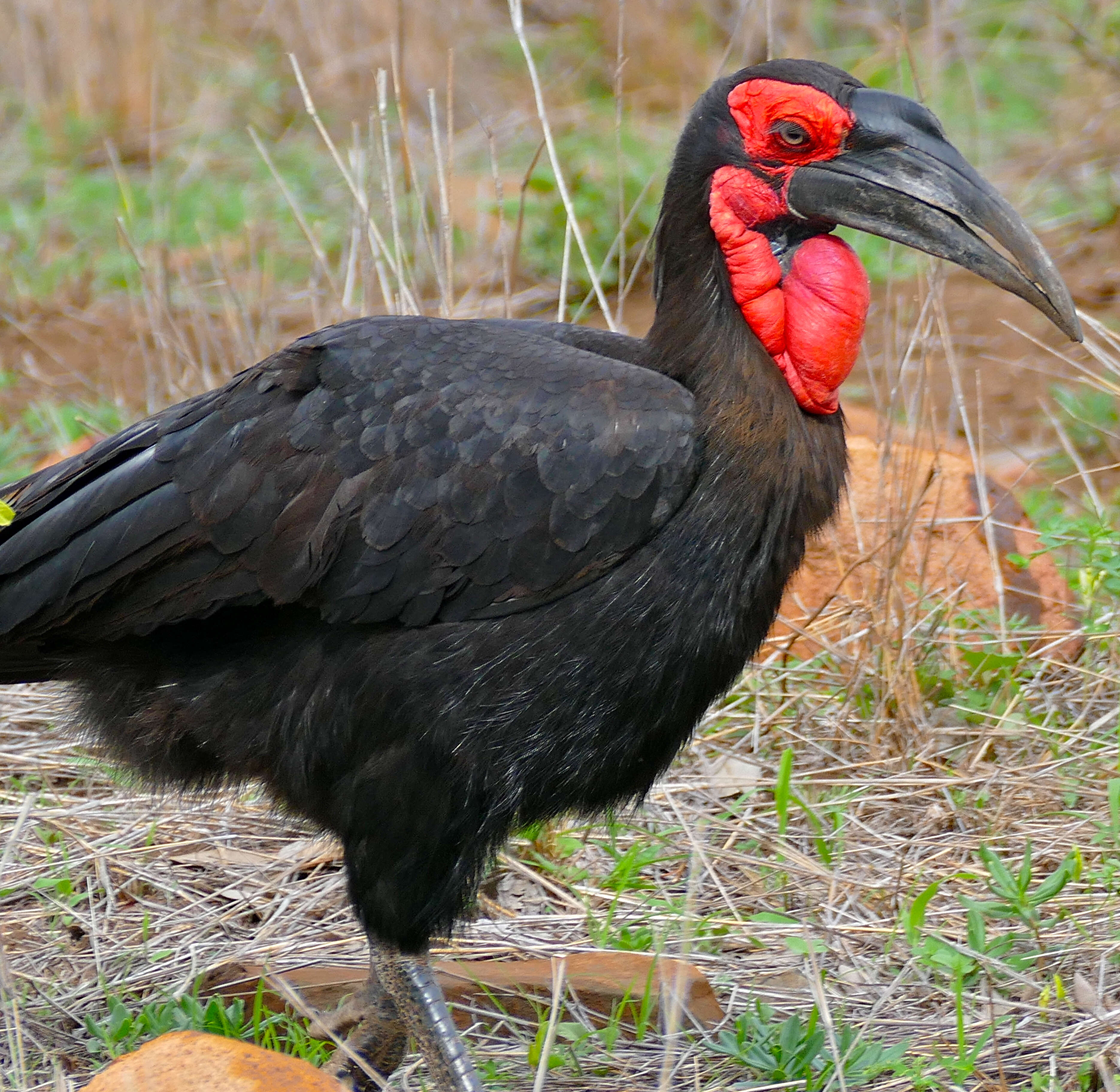 Image of Southern Ground Hornbill