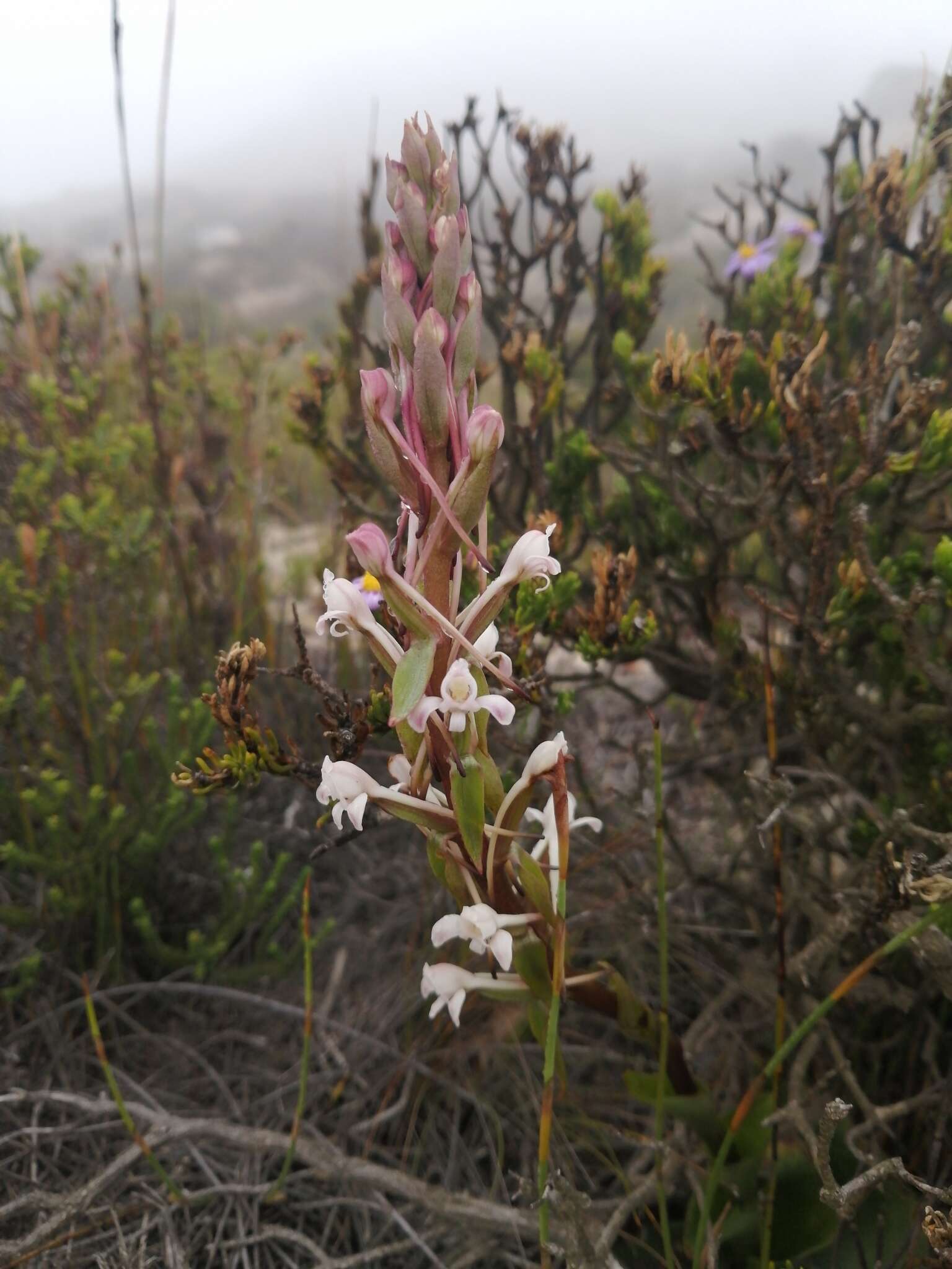 Image de Satyrium eurycalcaratum van der Niet